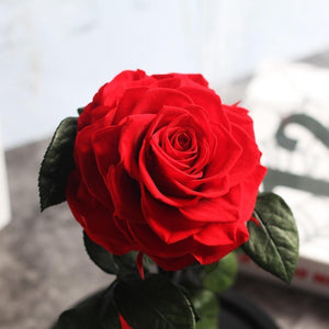Immortal Enchanted Preserved Rose Glass Display (5 Colors)