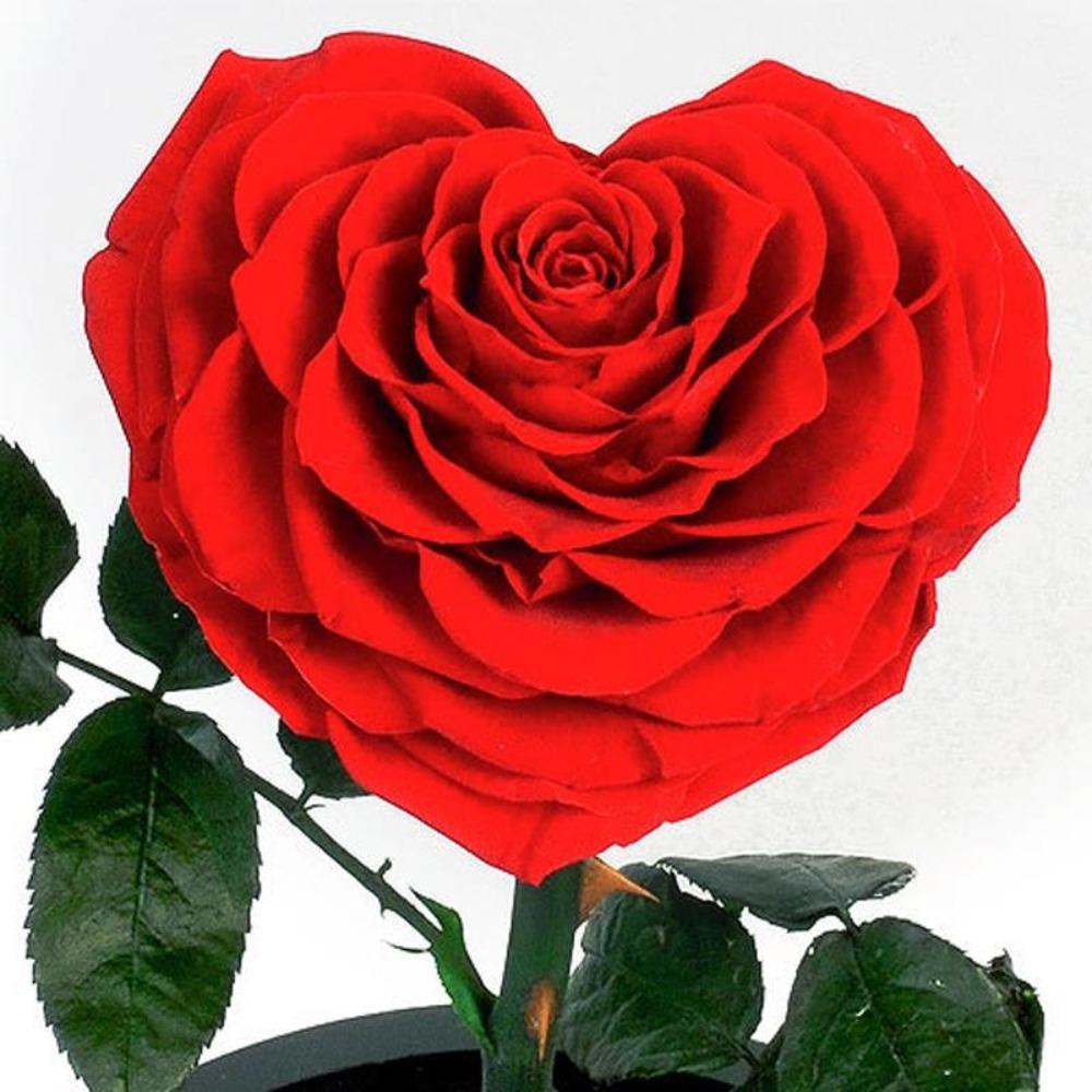 Valentines Day Preserved Rose Glass Heart Shape Beauty Beast Bouquet ...